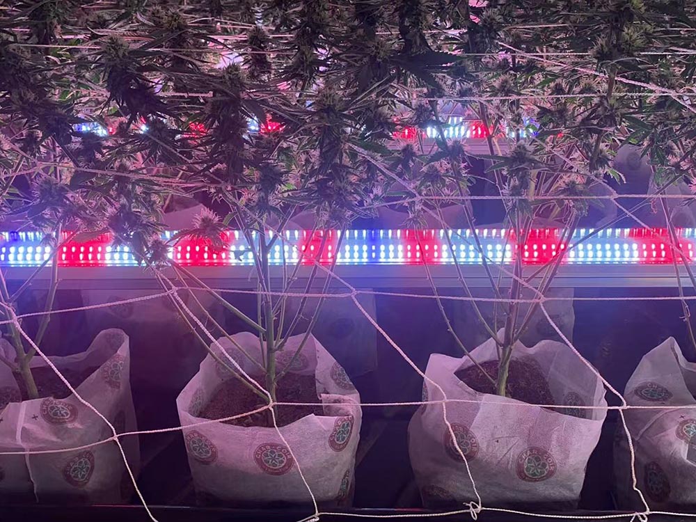 SLTMAKS under-canopy LED grow lights 120W-300W above the trellis in a licensed room