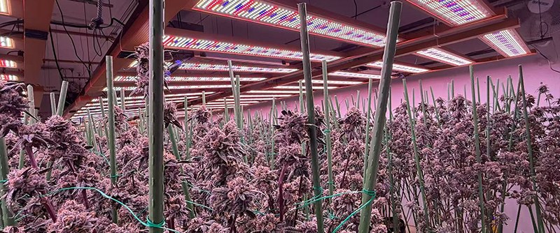 Golden 1300W installation in U.S. flower room
