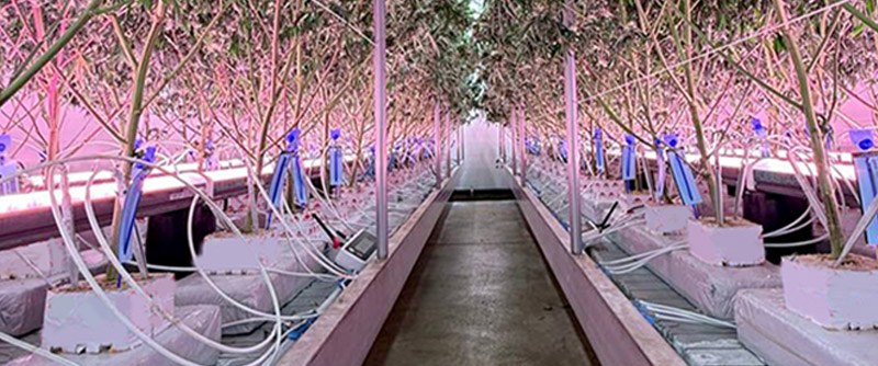 Toplight and under-canopy combined installation