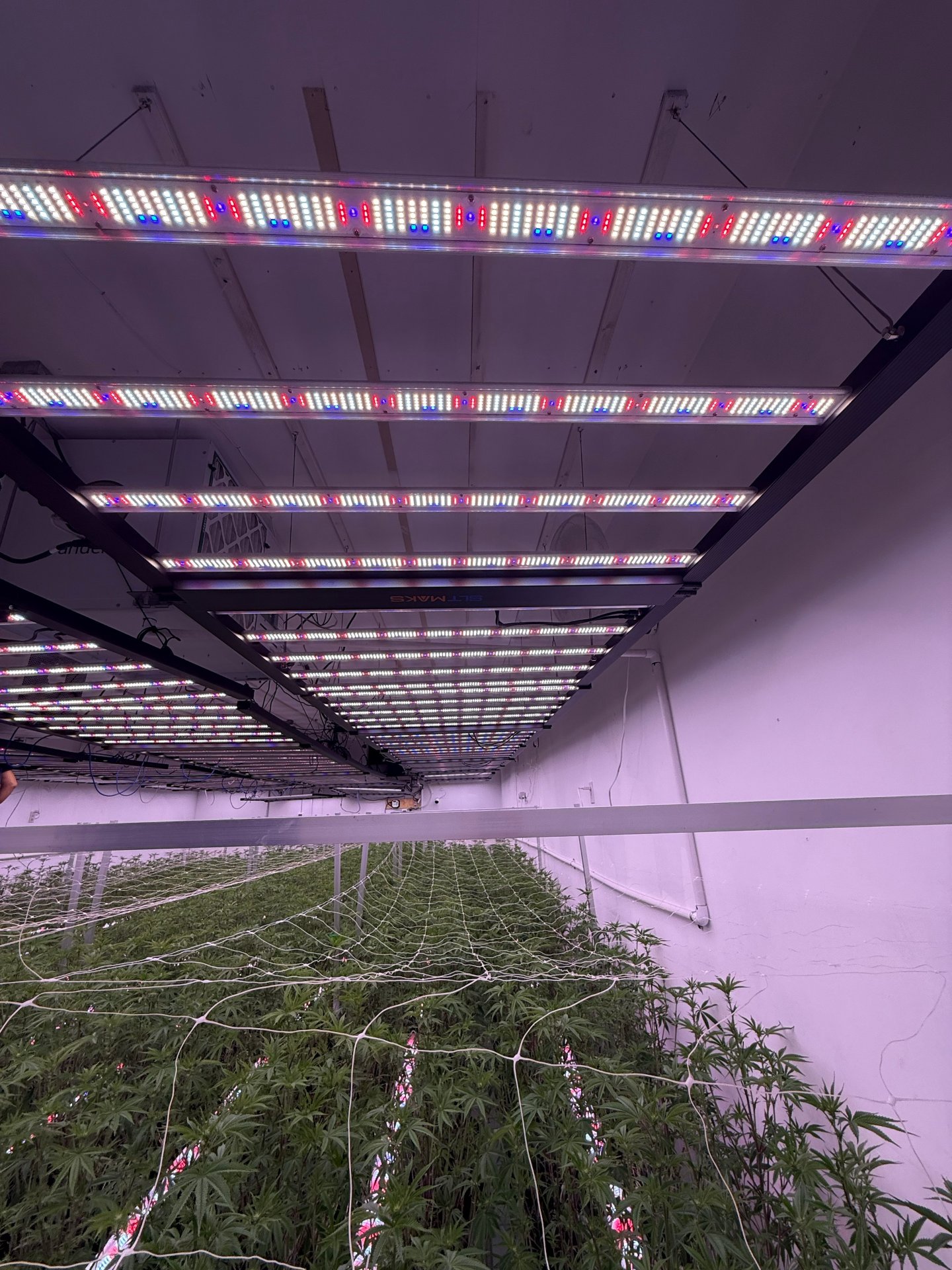 Early-flower room with trellised rows under LED bars