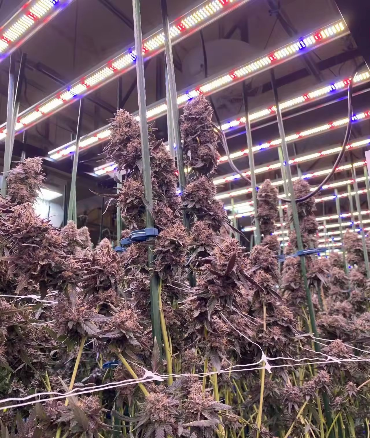 Flowering buds under red and blue spectrum bars