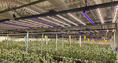 Flowering room with ceiling-mounted LED bars over a dense canopy
