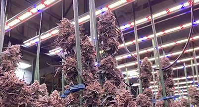 Flowering room with full-spectrum LED bars