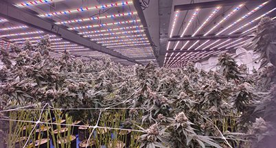 Large flowering room with LED bar arrays over trellised canopy