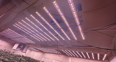 Ceiling grid of LED bars across a large flowering room
