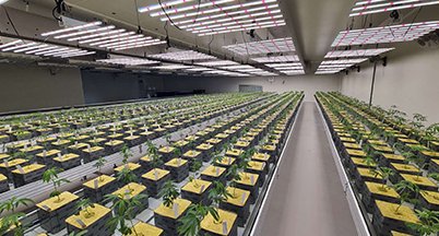 Large-scale veg room aerial view