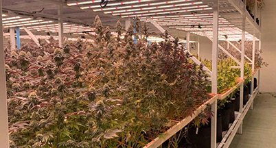 Bench-grown flowering rows under LED bars in an indoor room