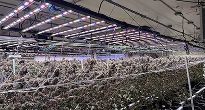 Multi-bar LED fixtures over a trellised flowering canopy