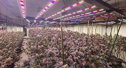 Flowering room under red-enhanced spectrum LED bars