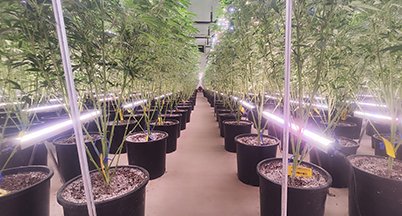 Indoor rows under mixed-spectrum top lights