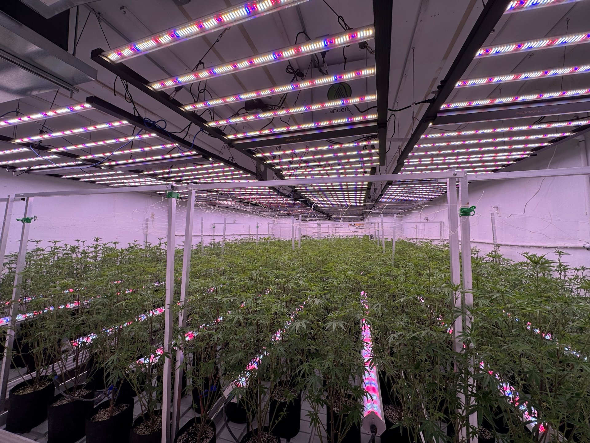 Wide veg room with long rows of LED bar fixtures