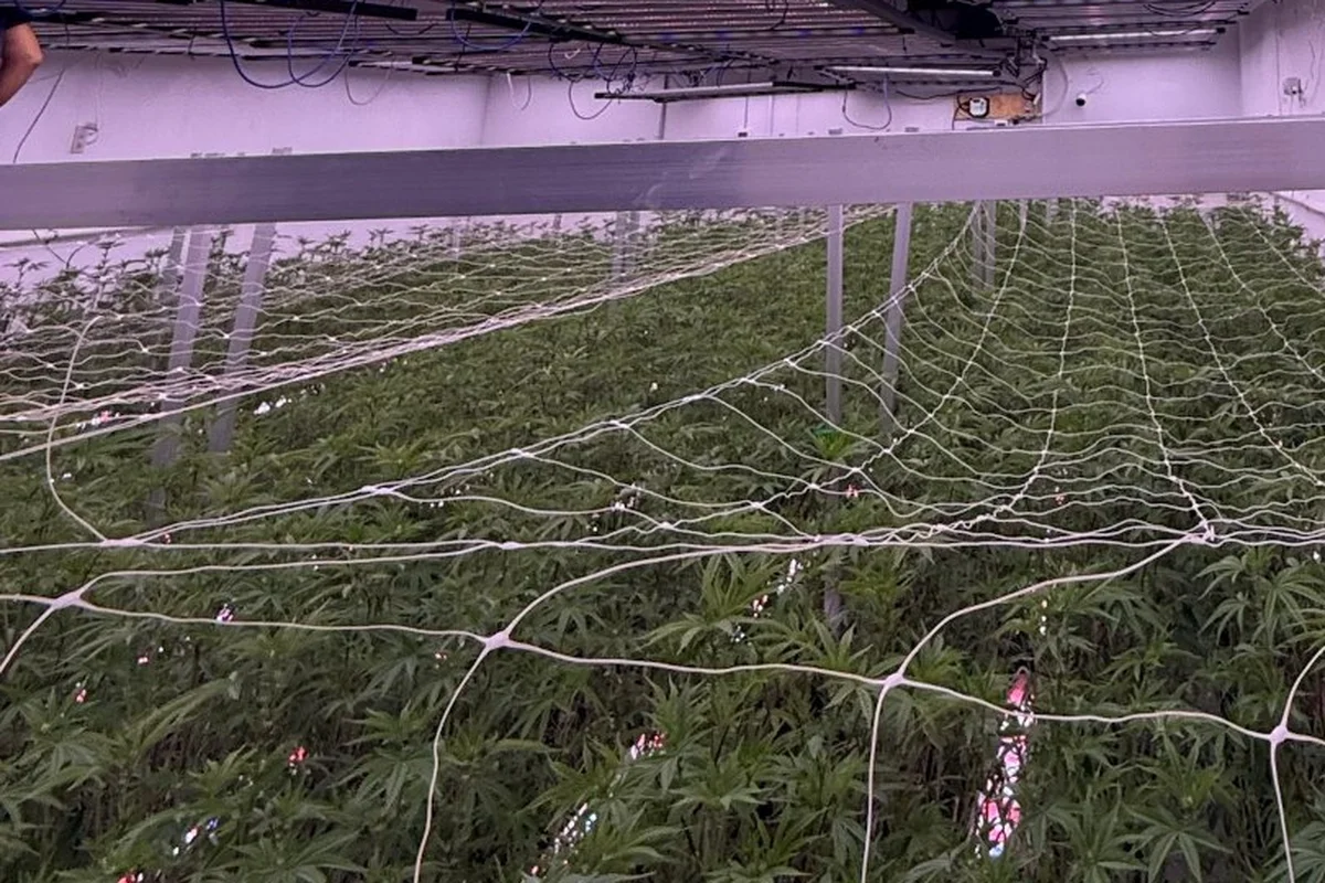 Trellis netting stretched over a young cannabis canopy in a commercial flower room, with LED bars and supply piping overhead