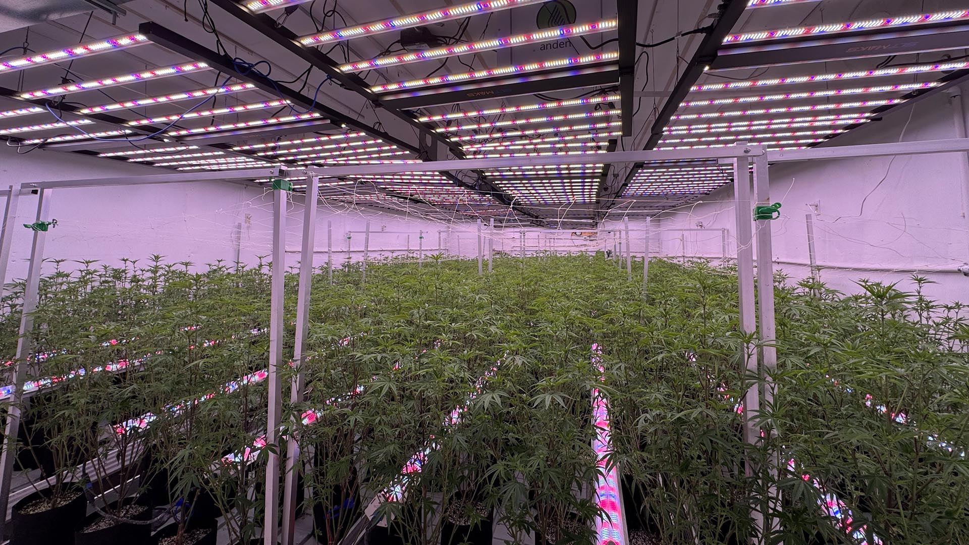 SLTMAKS top lights and under-canopy lights running in a licensed cannabis flower room