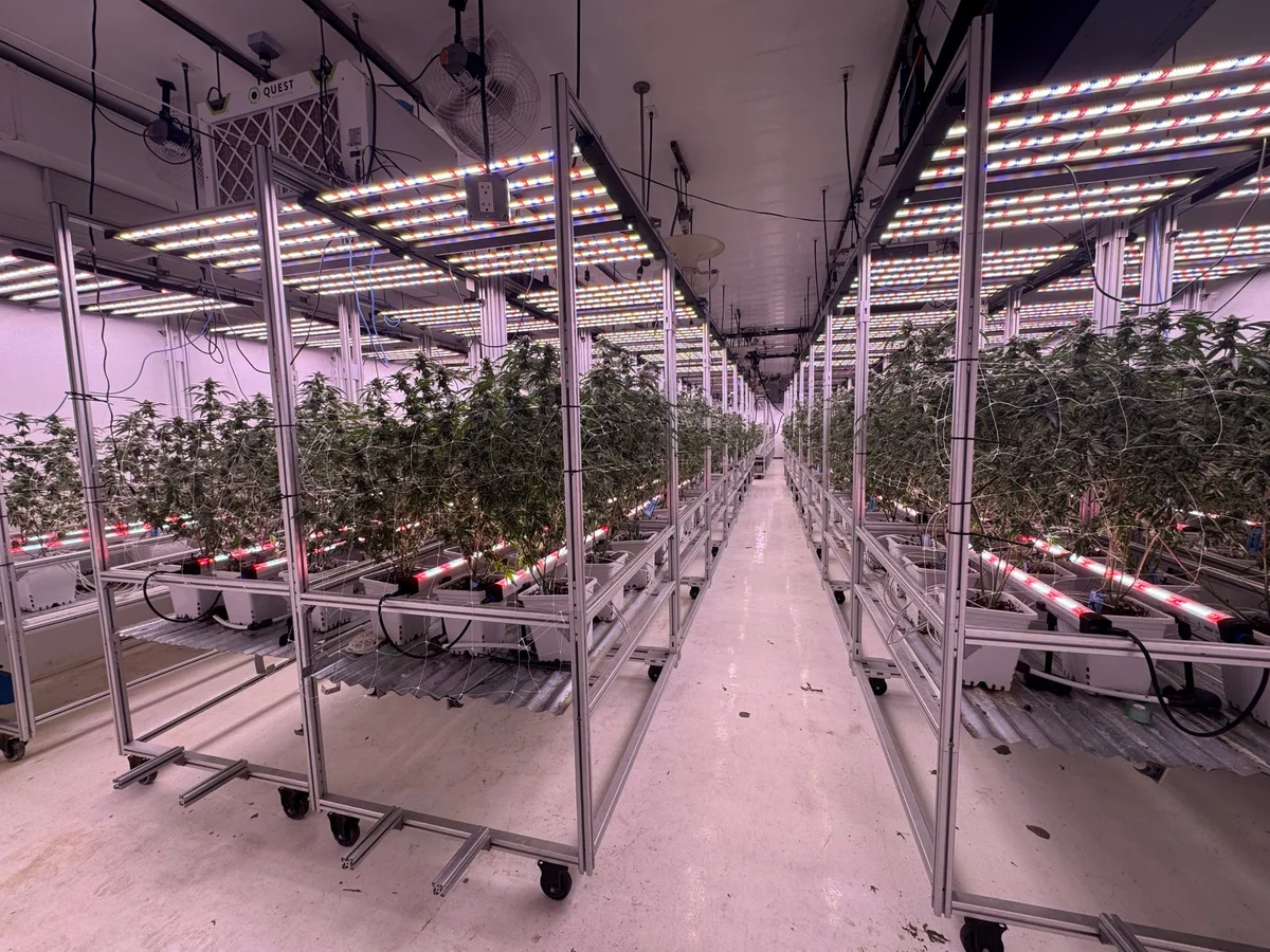Commercial cannabis flower room with LED grow light bars in rows over plant beds and a wide aisle running between the rows