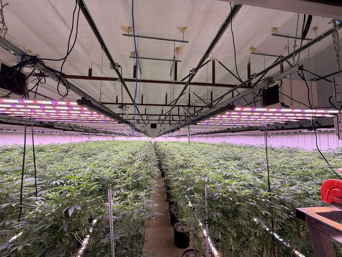 Vegetative room under newly installed LED bars at final output: new growth unbleached, internodes tight, no shade-avoidance stretch, photographed at the end of the retuning window