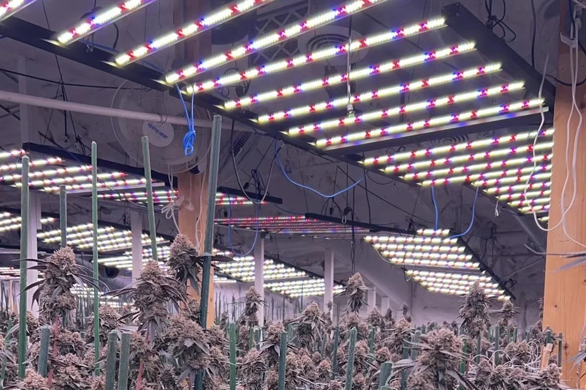 Flowering cannabis canopy under LED bar fixtures in a commercial room