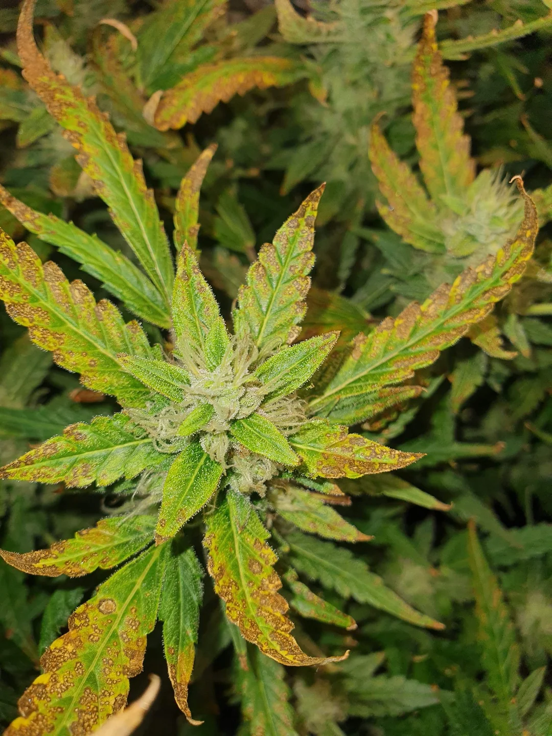 Flowering cannabis plant with brown spotting spreading across the young leaves around a flower site